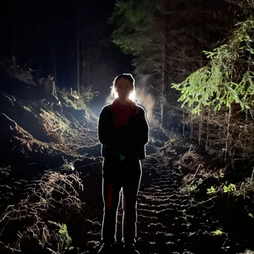 Rose Berge im Wald mit Licht von hinten.